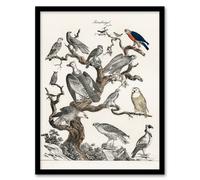 Artery8 Vintage Illustration Framed Wall Art Birds Of Prey Perched On Tree - A4 Size
