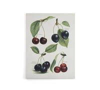 Artery8 Vintage Illustration of Cherry Varieties Wright Canvas Wall Art Print in White | Size: W24" x H32" Artery8 White W24" x H32"