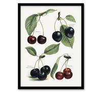 Artery8 Vintage Illustration of Cherry Varieties Wright Framed Wall Art Print in White | Size: A4 Artery8 White A4