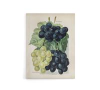 Artery8 Vintage Illustration of Grape Varieties Wright Canvas Wall Art Print in White | Size: W24" x H32" Artery8 White W24" x H32"