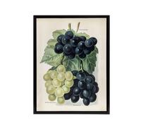 Artery8 Vintage Illustration of Grape Varieties Wright Framed Canvas Wall Art in White | Size: W18" x H24" Artery8 White W18" x H24"