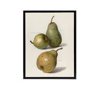 Artery8 Vintage Illustration of Pear Varieties Wright Framed Canvas Wall Art in White | Size: W12" x H16" Artery8 White W12" x H16"