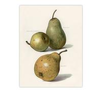 Artery8 Vintage Illustration of Pear Varieties Wright Wall Art Poster Print in White | Size: W12" x H16" Artery8 White W12" x H16"