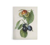 Artery8 Vintage Illustration of Two Plum Varieties Wright Canvas Art Print in White | Size: W24" x H32" Artery8 White W24" x H32"