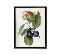 Artery8 Vintage Illustration of Two Plum Varieties Wright Framed Canvas Art in White | Size: W24" x H32" Artery8 White W24" x H32"