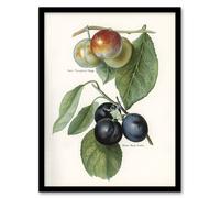 Artery8 Vintage Illustration of Two Plum Varieties Wright Framed Wall Art in White | Size: A4 Artery8 White A4