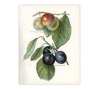 Artery8 Vintage Illustration of Two Plum Varieties Wright Wall Art Print in White | Size: W18" x H24" Artery8 White W18" x H24"