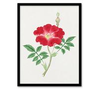 Artery8 Vintage Japan Botanical Framed Wall Art Print Red Flower | Size: A4 Artery8 Red A4