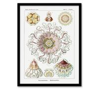 Artery8 Vintage Jellyfish Ocean Marine Haeckel Botanical Framed Wall Art Print in White | Size: A4 Artery8 White A4