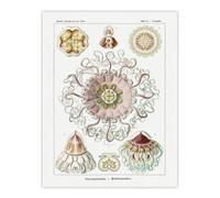 Artery8 Vintage Jellyfish Ocean Marine Haeckel Botanical Wall Art Poster Print 12X16"
