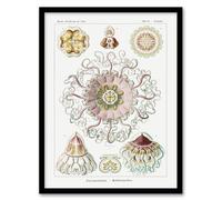 Artery8 Vintage Jellyfish Ocean Marine Wall Art Print Framed 12X16 Artwork By Haeckel : Delicate Jellyfish Illustration Suited For Hallway Or Study Combining Science Elegance And Underwater Motion