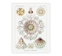Artery8 Vintage Jellyfish Ocean Marine XL Wall Art Poster Print 24X32 Artwork By Haeckel : Delicate Jellyfish Illustration Suited For Hallway Or Study Combining Science Elegance And Underwater Motion