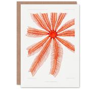 Artery8 Vintage Marine Life Art Card Brisingida Starfish Illustration