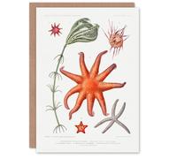 Artery8 Vintage Marine Life Art Card Deep Sea Starfish Varieties