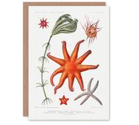Artery8 Vintage Marine Life Art Card Deep Sea Starfish Varieties