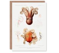 Artery8 Vintage Marine Life Art Card Pygmy Octopus Study Illustration