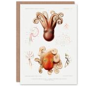 Artery8 Vintage Marine Life Art Card Pygmy Octopus Study Illustration