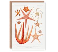 Artery8 Vintage Marine Life Art Card Starfish Species Biodiversity