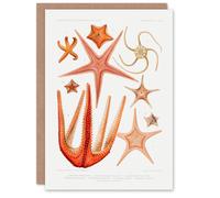 Artery8 Vintage Marine Life Art Card Starfish Species Biodiversity