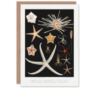 Artery8 Vintage Marine Life Art Card Varieties of Deep Sea Starfish