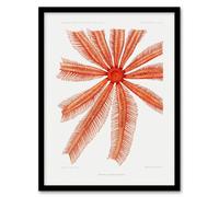 Artery8 Vintage Marine Life Brisingida Starfish Illustration Framed Wall Art Print A3