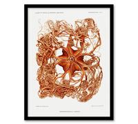 Artery8 Vintage Marine Life Deep Sea Basket Star Starfish Framed Wall Art Print A4