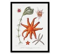 Artery8 Vintage Marine Life Deep Sea Starfish Varieties Framed Wall Art Picture Print A4