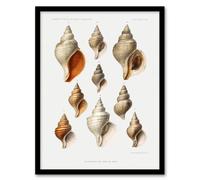 Artery8 Vintage Marine Life Molluscs from the Northen Sea Framed Art Print in White | Size: A4 Artery8 White A4