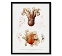 Artery8 Vintage Marine Life Pygmy Octopus Study Illustration Framed Wall Art Print A4