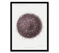 Artery8 Vintage Marine Life Sea Urchin Detailed Illustration Framed Wall Art Print A3