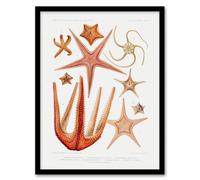 Artery8 Vintage Marine Life Starfish Species Biodiversity Framed Art Print in White | Size: A3 Artery8 White A3