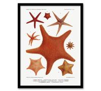 Artery8 Vintage Marine Life Starfish Species Varieties Framed Wall Art Print in White | Size: A4 Artery8 White A4