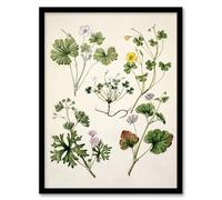 Artery8 Vintage New Zealand Wildflower Artwork By Sarah Featon Framed Wall Art Print 12X16 : Vintage floral illustration radiating charm and heritage perfect for garden room or living room