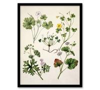 Artery8 Vintage New Zealand Wildflower Artwork Featon Framed Wall Art Print 12X16"