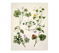 Artery8 Vintage New Zealand Wildflower Artwork Featon Wall Art Poster Print 12X16"