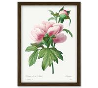 Artery8 Vintage Pale Pink Peony Bloom Illustration Floral Stem Flowers Pretty Artwork Framed Wall Art Print A4 in Brown Artery8 Brown