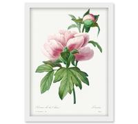 Artery8 Vintage Pale Pink Peony Bloom Illustration Floral Stem Flowers Pretty Artwork Framed Wall Art Print A4 in White Artery8 White