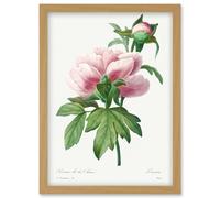 Artery8 Vintage Pale Pink Peony Bloom Illustration Floral Stem Flowers Pretty Artwork Framed Wall Art Print A4 in Light Oak Artery8 Light Oak