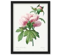 Wee Blue Coo Vintage Pale Pink Peony Bloom Illustration Floral Stem Flowers Pretty Artwork Framed Wall Art Print A4