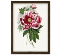 Artery8 Vintage Pink Red Peony Bloom Flowers Floral Classic Pretty Illustration Artwork Framed Wall Art Print A4 in Brown Artery8 Brown