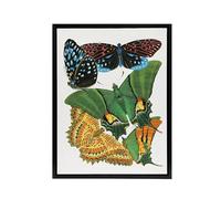 Artery8 Vintage Vibrant Butterflies Papillon Framed Canvas Wall Art Print : Artwork by Eugene Seguy 18x24 Colourful natural history Picture brightening study hallway or vibrant living room wall