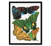 Artery8 Vintage Vibrant Butterflies Papillon Framed Wall Art Print Eugene Seguy | Size: W12" x H16" Artery8 Multicolor W12" x H16"