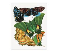 Artery8 Vintage Vibrant Butterflies Papillon Wall Art Print Eugene Seguy | Size: W24" x H32" Artery8 Multicolor W24" x H32"