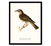 Artery8 Von Wright Brothers Framed Wall Art Print Redwing Bird Turdus Iliacus in White | Size: A3 Artery8 White A3