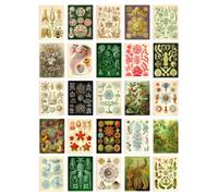Wall Art Print 50 Pcs Botanical Aesthetic Haeckel Colourful Collage Kit s A6 Set Pack 15x10 cm (6x4") Bedroom Wall Home Bathroom Pictures Sea Art Artery8 Multi One Size