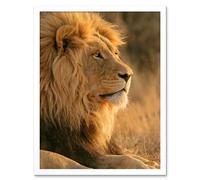 Wall Art Print African Lion Sitting in the Sun Jungle King Animal Portrait Photograph Art Framed Artery8 White W12 inch x H16 inch