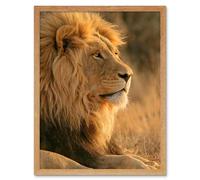 Artery8 Wall Art Print African Lion Sitting in the Sun Jungle King Animal Portrait Photograph Art Framed in Light Oak | Size: W12" x H16" Artery8 Light Oak W12" x H16"