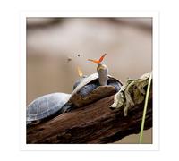 Artery8 Wall Art Print Amalavida Ecuador Butterfly Drinking Turtle Tears Photo Square Framed Picture 16X16 Inch in White | Size: W16" x H16" Artery8 White W16" x H16"