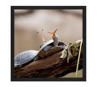 Artery8 Wall Art Print Amalavida Ecuador Butterfly Drinking Turtle Tears Photo Square Framed Picture 16X16 Inch in Black | Size: W16" x H16" Artery8 Black W16" x H16"