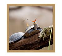 Artery8 Wall Art Print Amalavida Ecuador Butterfly Drinking Turtle Tears Photo Square Framed Picture 16X16 Inch in Light Oak | Size: W16" x H16" Artery8 Light Oak W16" x H16"
